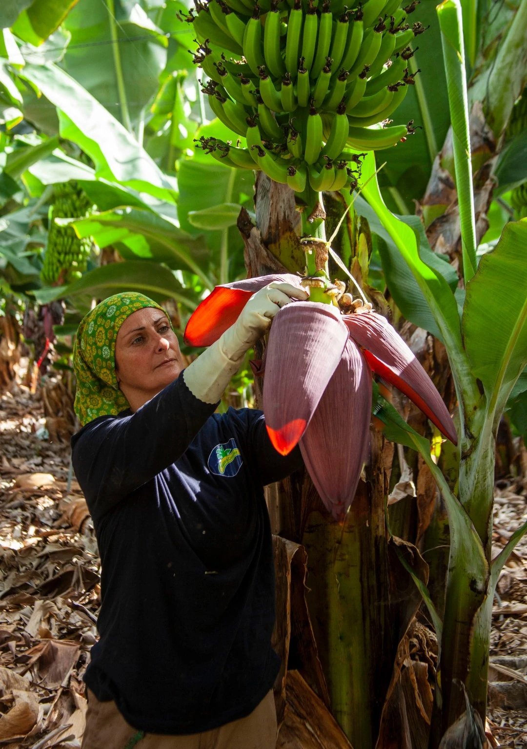 https://backplatanodecanarias.moio.cc/wp-content/uploads/2026/07/Platano-de-Canarias-Cultivo_01.webp