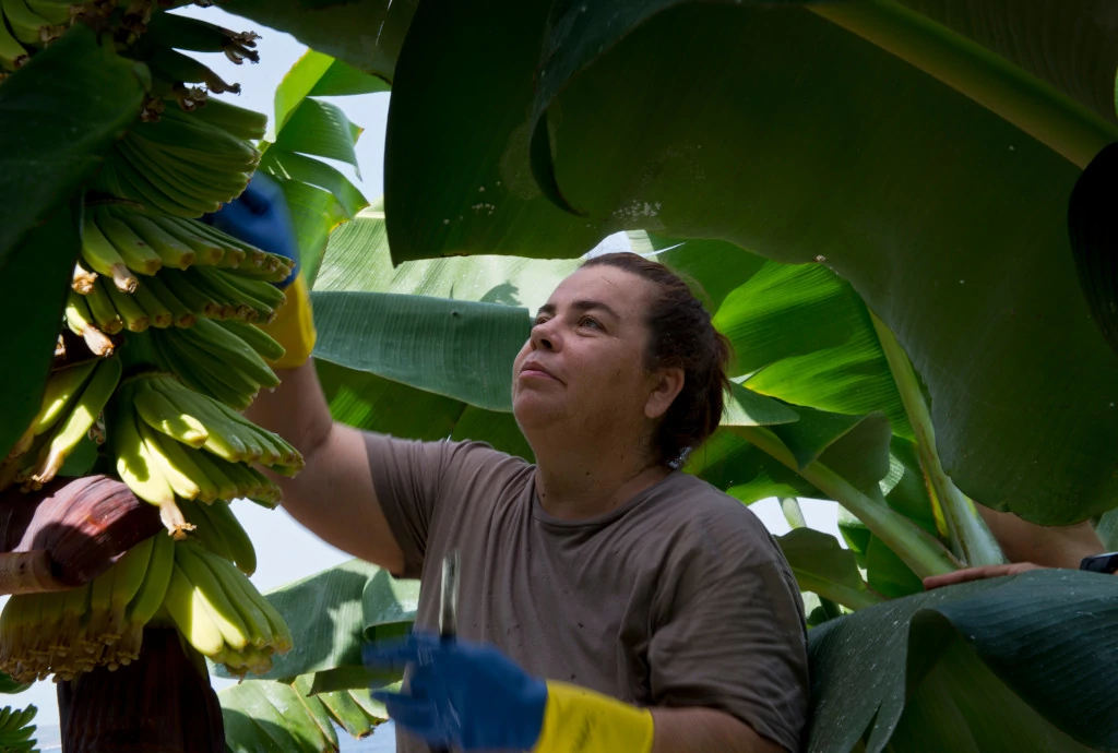 El fruto del esfuerzo artesanal