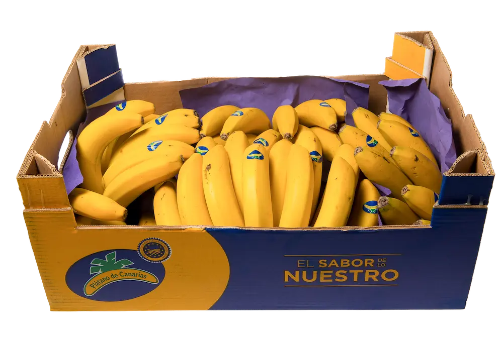 https://backplatanodecanarias.moio.cc/wp-content/uploads/2026/07/pdc_club-fruterias-2.webp