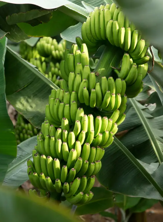 https://backplatanodecanarias.moio.cc/wp-content/uploads/2026/07/pdc_como-cultivamos-1.webp