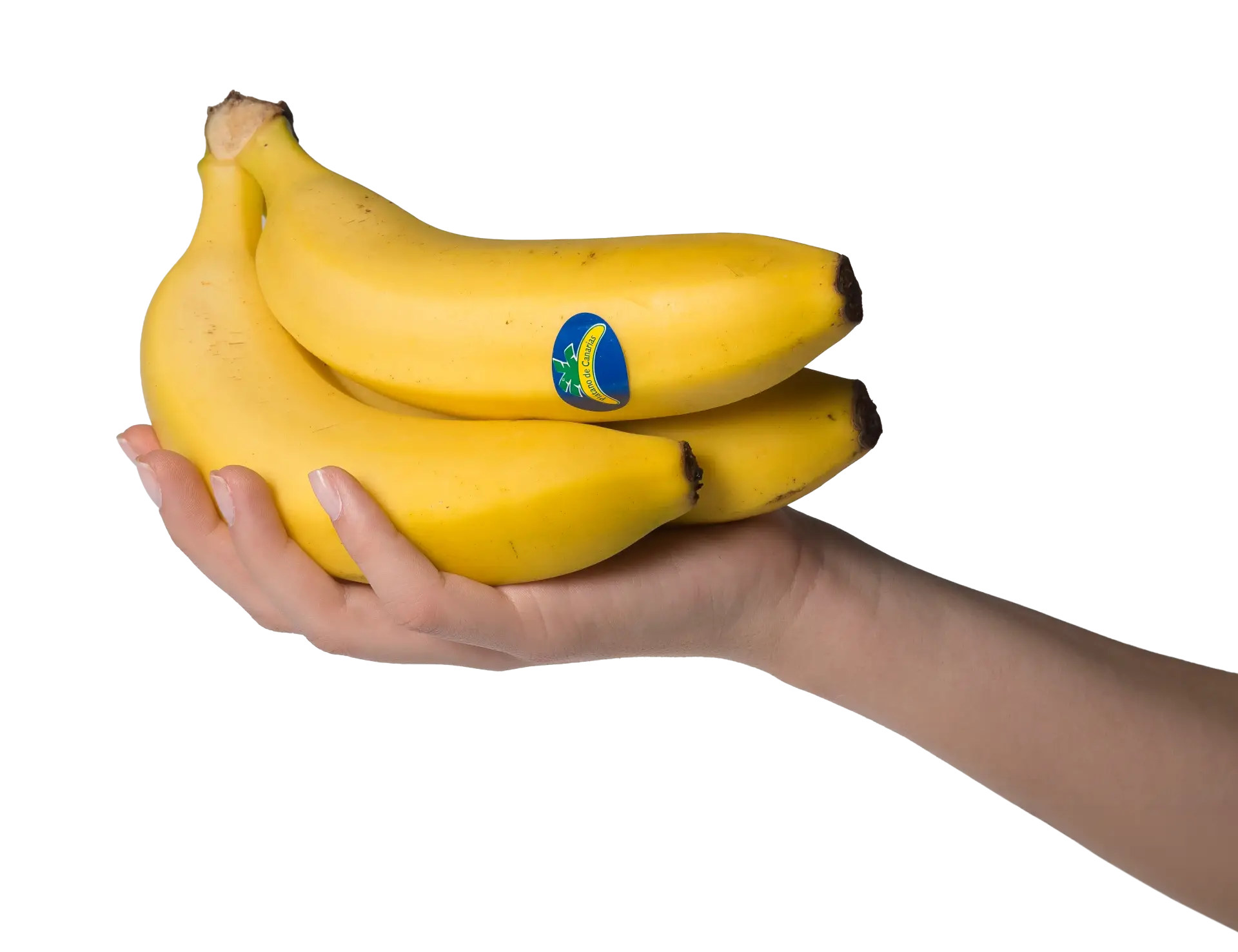 https://backplatanodecanarias.moio.cc/wp-content/uploads/2026/07/platano-de-canarias-12-1.webp