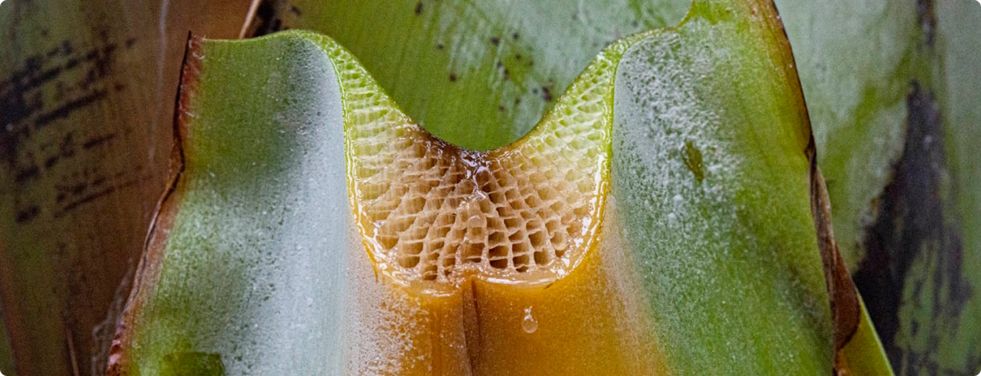 Multimedia