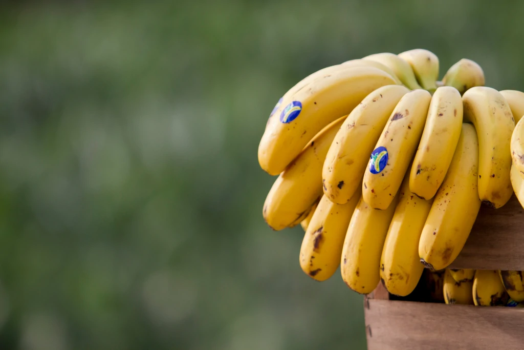 https://backplatanodecanarias.moio.cc/wp-content/uploads/2026/07/platanos-de-canarias-07.webp