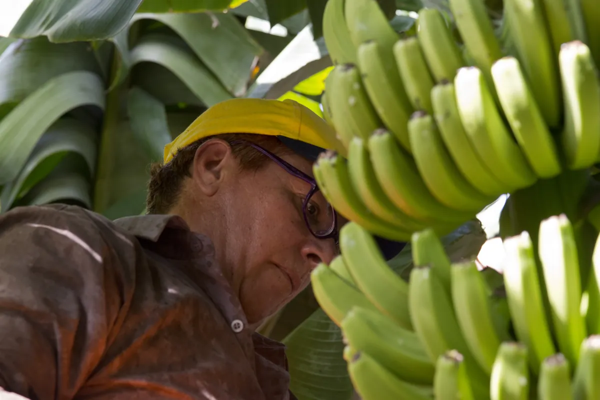 El fruto del esfuerzo artesanal